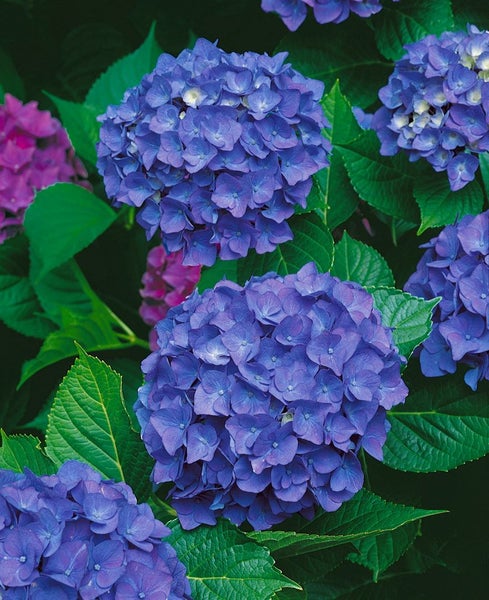 Nahaufnahme von blauen Hortensienblüten mit grünen Blättern