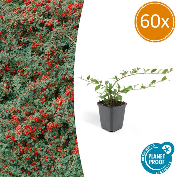 Set von 60 Fächermispeln Cotoneaster horizontalis im Topf, Bodendecker mit roten Beeren, On the Way to Planet Proof zertifiziert.