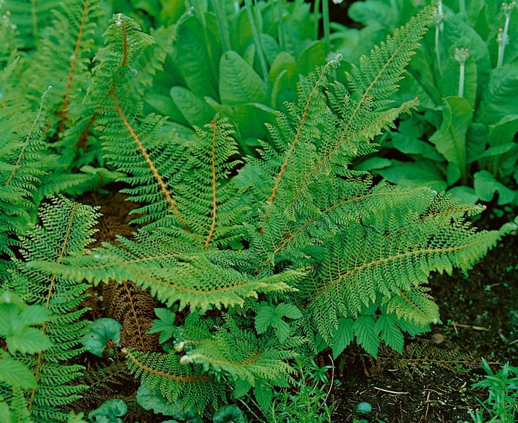 Polystichum aculeatum, Schildfarn, ca. 9x9 cm Topf