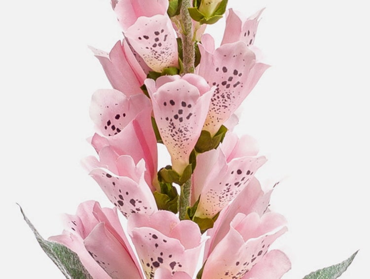 Rosa Fingerhut mit glockenförmigen Blüten und charakteristischen dunklen Punkten auf der Innenseite.