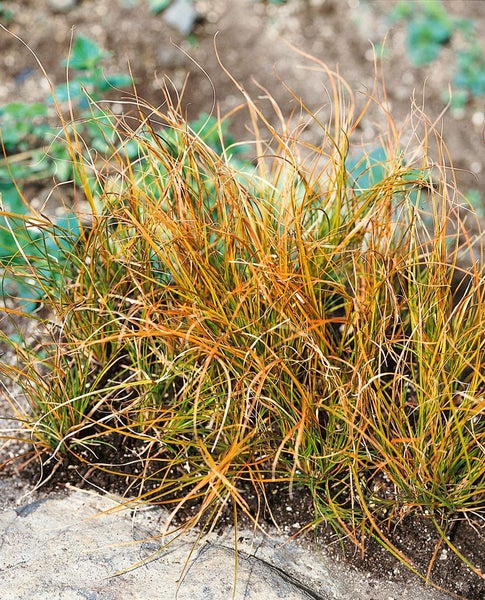 Büschel braun-grüner Ziergräser im Gartenbeet