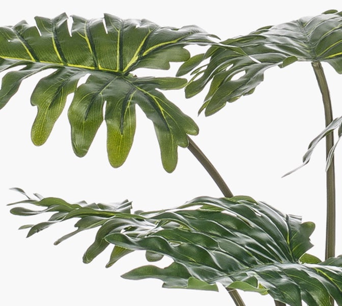 Farnpflanze mit grünen Wedeln in einer Aufhängung aus natürlichen Juteseilen.