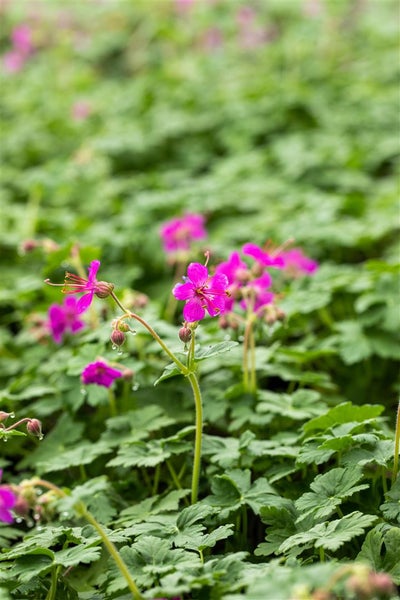 Geranium macrorrhizum 'Czakor', Balkan-Storchschnabel, purpurrot, ca. 9x9 cm Topf