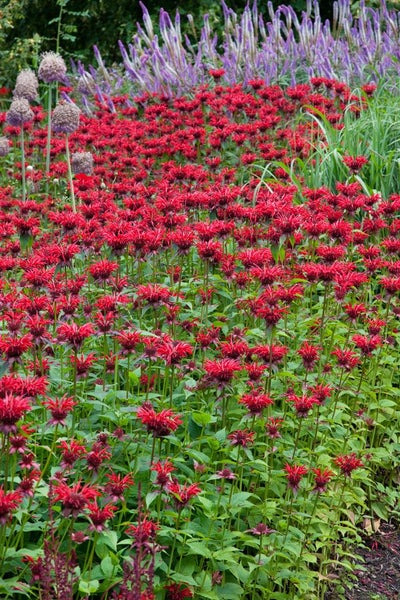 Monarda fistulosa 'Gardenview Scarlet', Indianernessel, rot, ca. 11x11 cm Topf