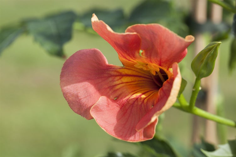 Campsis radicans, Trompetenblume, orange, 100–150 cm