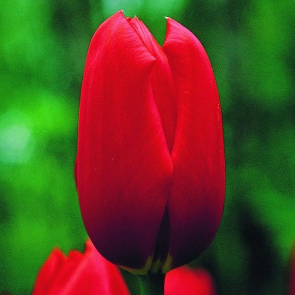 Einzelne rote Tulpenblüte im Garten