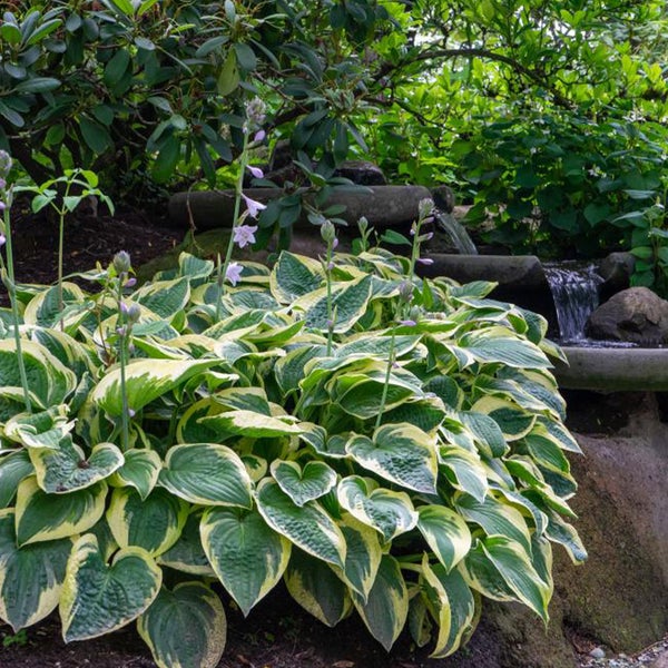 Bloomique - 5er-Mix - Hosta - Hartelie - schattige Rabattenmischung - Knollen - Gartenpflanzen - Stauden - winterhart - mehrjährig - wird bis zu 40 cm groß