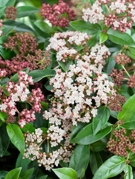 Viburnum tinus 'Eve Price', Lorbeer-Schneeball, immergrün, 40–60 cm