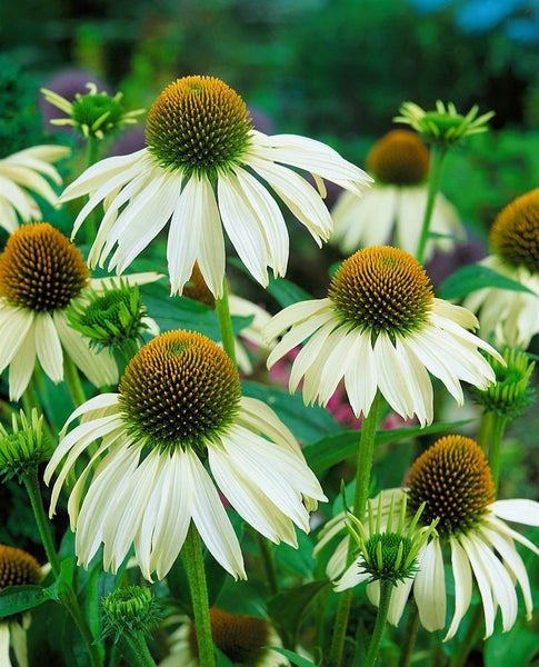 Echinacea purpurea 'White Swan', weiß, ca. 9x9 cm Topf