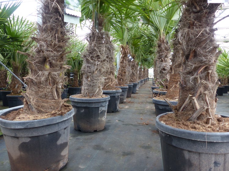 Trachycarpus fortunei XXL dicke Stämme 200 cm Hanfpalme, winterharte Palme bis -18°C