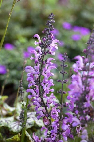 Salvia pratensis 'Rhapsody in Blue', Wiesensalbei, blau, ca. 9x9 cm Topf
