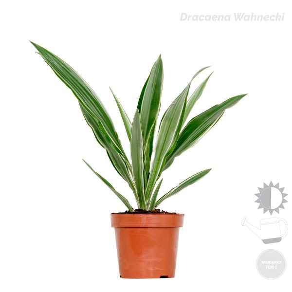 4x Dracaena Zimmerpflanzen Mix -Wahnecki-Marginata-Zitrone-Bicolor - Luftreinigend – ⌀12 cm - ↕25-35