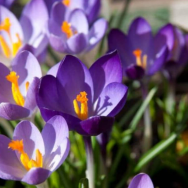Nahaufnahme von Krokusblüten