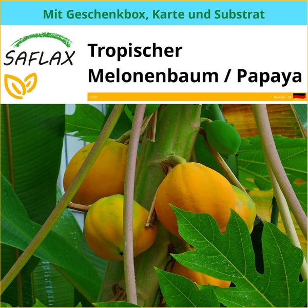 SAFLAX Geschenk Set - Tropischer Melonenbaum / Papaya - Carica papaya - 30 Samen - Mit Geschenkbox, Versandaufkleber, Geschenkkarte und Anzuchtsubstrat