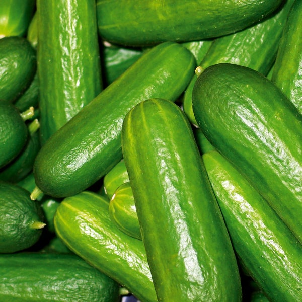 Frische grüne Snackgurken in einer Gruppe.