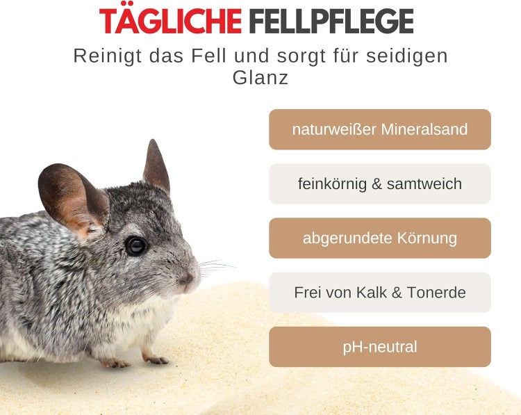 Chinchilla für die tägliche Fellpflege im Mineralsandbad