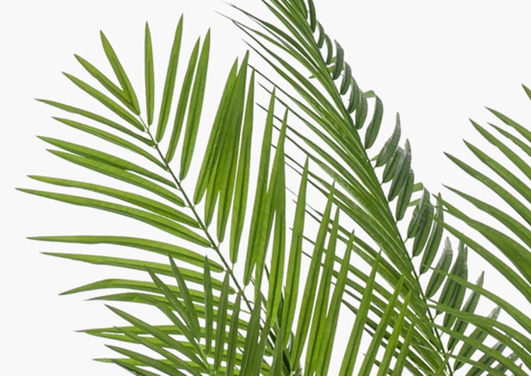 Grüne Palmwedel mit langen, spitzen Blättern.