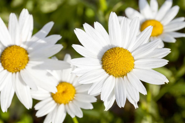 Leucanthemum vulgare, Margerite, weiß, ca. 9x9 cm Topf