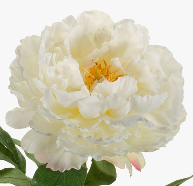 Weiße Pfingstrose als Einzelblüte mit gelber Mitte und grünen Blättern.