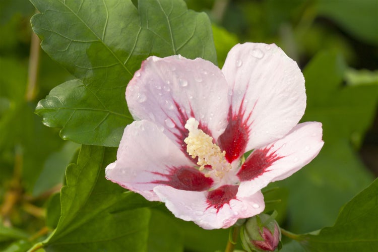 Blüte des Garteneibisch mit roten Streifen und Wassertropfen