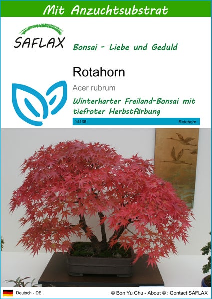 SAFLAX  - Rotahorn - Acer rubrum - 20 Samen - Mit keimfreiem Anzuchtsubstrat