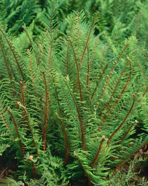 Polystichum setiferum 'Herrenhausen', Schildfarn, ca. 9x9 cm Topf