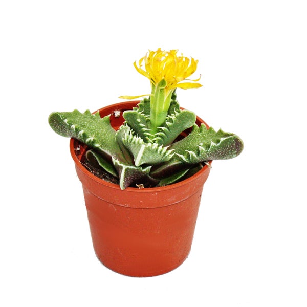 Faucaria tigrina - Tigerrachen - kleine Pflanze im 5,5cm Topf