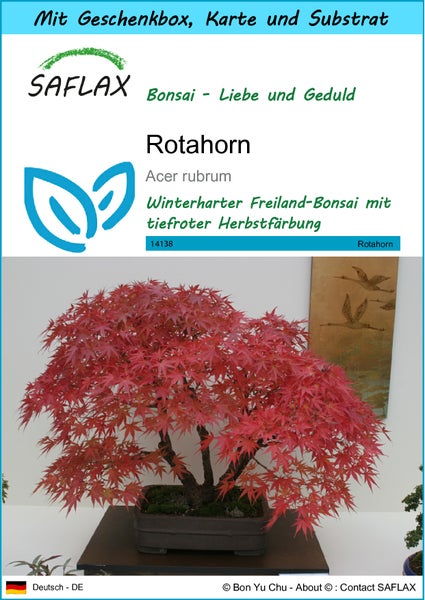 SAFLAX Geschenk Set - Rotahorn - Acer rubrum - 20 Samen - Mit Geschenkbox, Versandaufkleber, Geschenkkarte und Anzuchtsubstrat
