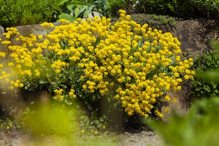 Alyssum saxatile, Steinkraut, gelb, ca. 9x9 cm Topf