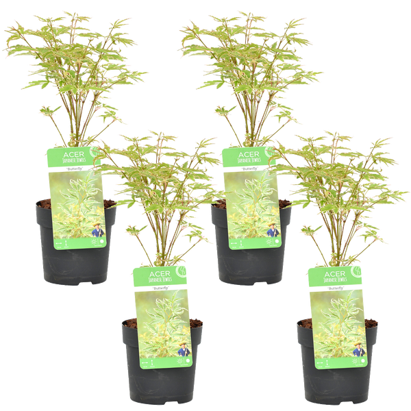 Bloomique - 4er Set - Acer Butterfly - Japanischer Ahorn - Winterharte Pflanzen - Gartenpflanzen Winterhart - Höhe 20-30 cm - Topf 10,5 cm