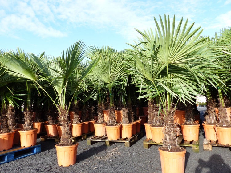 XXL Palme Stammhöhe 40-50 cm winterhart 160-180 cm Trachycarpus fortunei, Hanfpalme, Top-Qualität