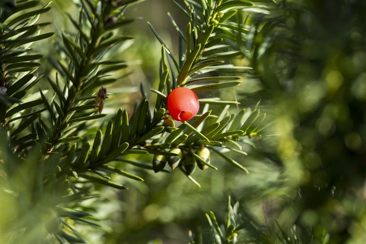 Taxus media 'Hicksii', Säuleneibe, immergrün, 30–40 cm