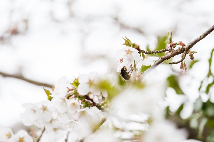 Prunus kurilensis 'Brillant', Zierkirsche, rosa Blüten, 60–80 cm
