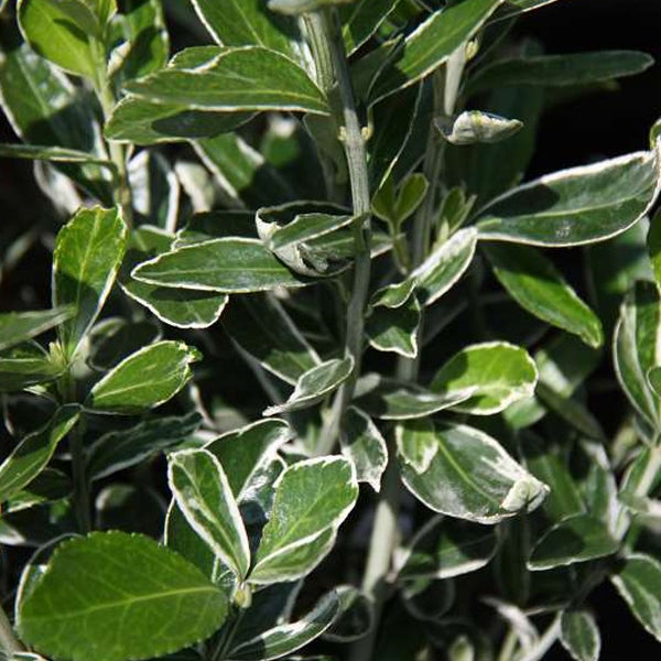 Immergrüner Spindelstrauch mit weiß umrandeten Blättern