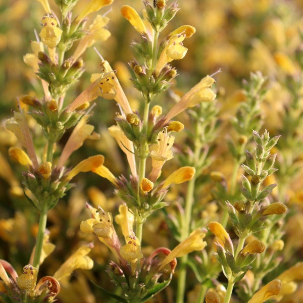 Nahaufnahme von duftenden Nesselblumen mit gelben Blüten