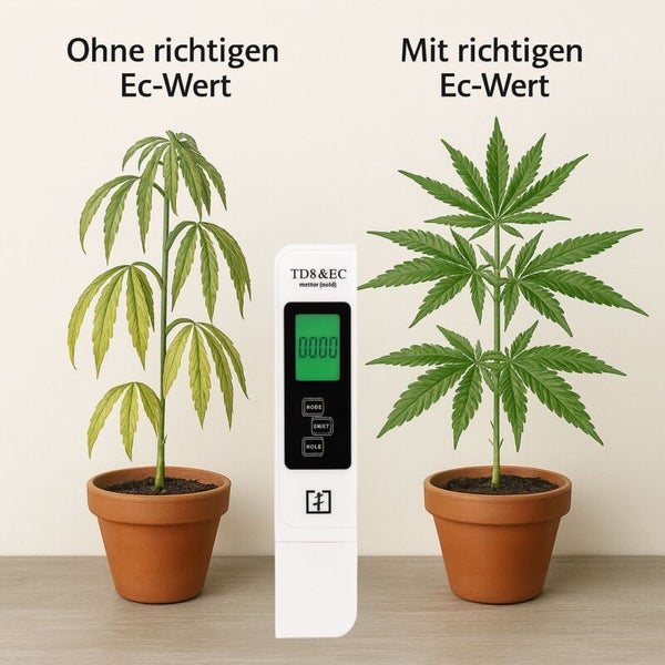 Vergleich von Cannabispflanzen mit und ohne korrekten EC Wert, gemessen mit einem EC Messgerät