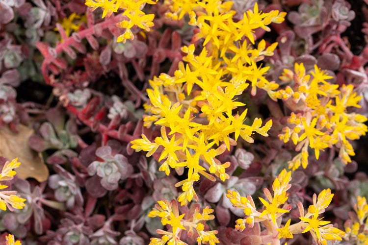 Sedum spathulifolium 'Purpureum', Purpur-Fetthenne, ca. 9x9 cm Topf