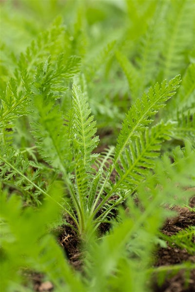 Achillea filipendulina 'Coronation Gold', Schafgarbe, goldgelb, ca. 9x9 cm Topf