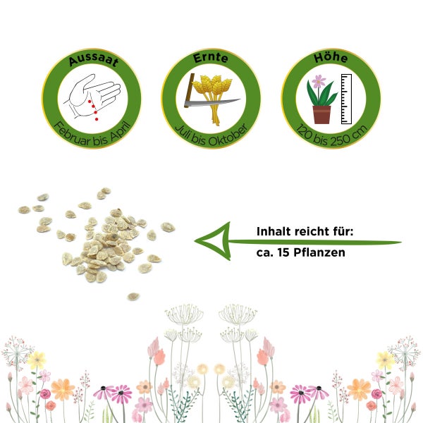 Fleischtomate Marmande Samen von Deine Gartenwelt