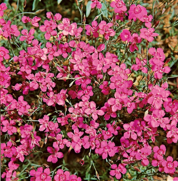 Dianthus deltoides 'Leuchtfunk', Heidenelke, leuchtend rot, ca. 9x9 cm Topf