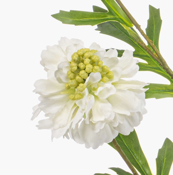 Nahaufnahme einer grünen Zypresse oder Heckenpflanze mit dichtem Nadelwerk.