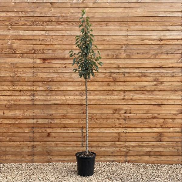 Säulenapfelbaum als Hochstamm in einem Kunststofftopf