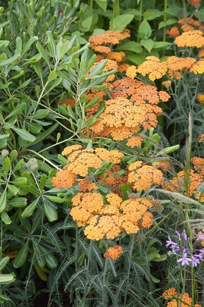 Achillea millefolium 'Terracotta', Schafgarbe, orange, ca. 9x9 cm Topf