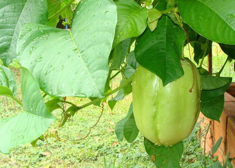 SAFLAX Garden to go - Riesengranadilla / Königsgranadilla - Passiflora quadrangularis - 12 Samen - Mit Topf, Klima - Deckel und Anzuchtsubstrat