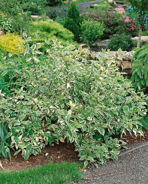 Cornus alba 'Sibirica Variegata', Hartriegel, weiß-bunt, 100–150 cm