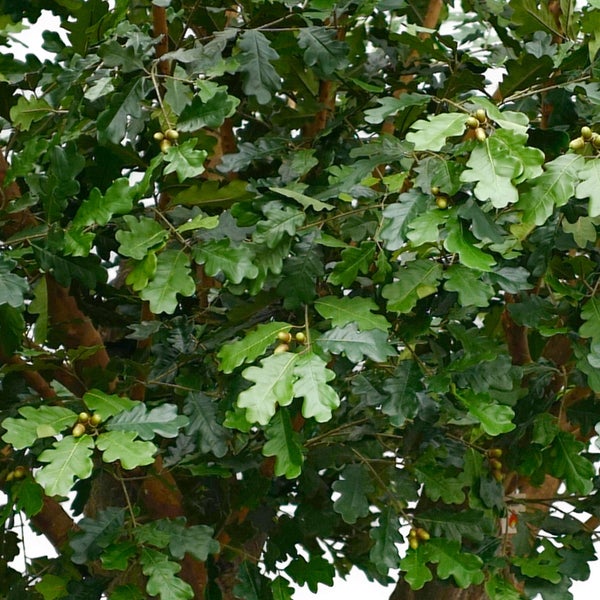 Künstliche Pflanze mit grün gestreiften Blättern, braunem Stamm und schwarzem Kunststofftopf.