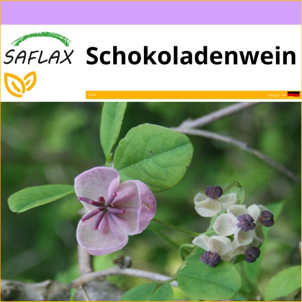 SAFLAX  - Schokoladenwein - Akebia quinata - 10 Samen