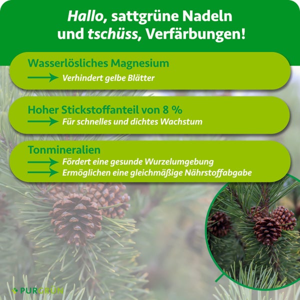 Infografik zu Purgrün Dünger für Nadelgehölze: Magnesium gegen Verfärbung, Stickstoff für Wachstum und Tonmineralien. Purgrün Logo.