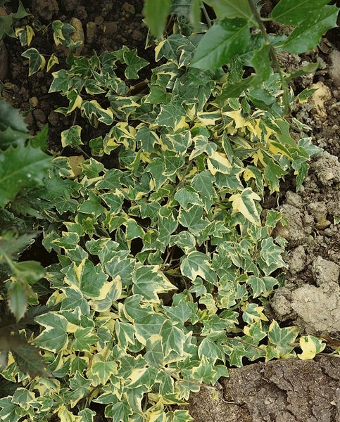 Hedera helix 'Goldchild', Efeu, gelb-grün, 60–100 cm