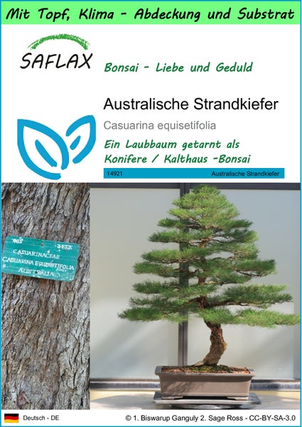 SAFLAX Garden to go - Australische Strandkiefer - Casuarina equisetifolia - 200 Samen - Mit Topf, Klima - Deckel und Anzuchtsubstrat